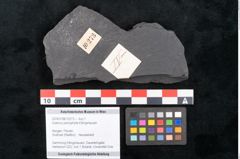 Foto (Objekt + Etikett) von Quercus pachyphylla Ettingshausen (NHMW-GEO-2024-0188-10273)